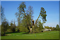 Damaged tree in Denston Park in Denston