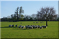 Rounding up sheep in Denston Park in Denston