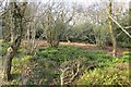 Minterne Seat Coppice in DT2 7AY