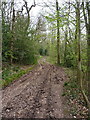 Track through Newfoundwell Coppice in WV16 5JR