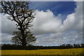Oil seed rape crop and oak tree in NR11 6PU