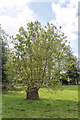 Pollarded Tree, Copped Hall, Essex in EN9 3TH