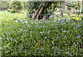 Bluebells, Copped Hall, Essex in EN9 3TH