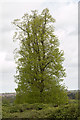 Tree on Farmland near, Copped Hall, Essex in EN9 3TH