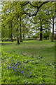 Bluebells under the Trees, Copped Hall, Essex in EN9 3TH