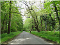 Avenue of trees through Ampton Wood in Ampton