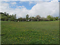 Meadow with dandelions, Astbury Mere Country Park in CW12 4HA