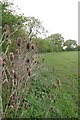 Teasles by the Bridleway in CM4 0JY