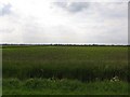 Fields near to Long Drove Farm in PE26 2YB