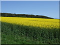 Oilseed rape crop, The Brunt in EH42 1SJ