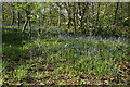 Bluebells in Royd House Wood in HD4 6SU