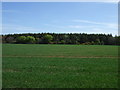 Crop field towards woodland in TD13 5YH