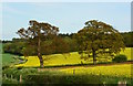 Hedgerow trees in RG20 7BT