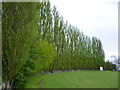 Poplar trees on the boundary in NN17 2QX