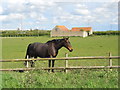 Horse with old barn off Hurn Road near Marholm in PE6 7HJ