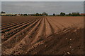 Down the potato ridges towards the A52 at Old Leake in PE22 9JR