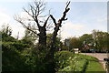 Old tree, corner of Shaw Lane, Old Leake in PE22 9LH