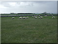 Sheep grazing, Beadnell Links in NE67 5BA