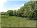 Trees on Corfe Common in BH20 5JE