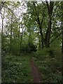 Woodland at Ashampstead Common in RG18 0XF