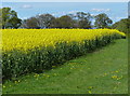 Oil seed rape crop near Wanlip Hill Farm in Wanlip