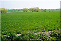 Wheat field near Freckenham in IP28 8JD