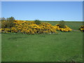 Grazing and gorse near Craster in NE66 3TT