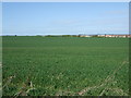 Crop field near the A1 in EH42 1GQ