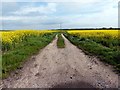 Path between 2 fields of rapeseed (Brassica Napus) in Sefton