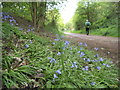 Railway Path Bluebells in WV4 4XS