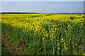 Oil seed rape near Freckenham in IP28 8HZ