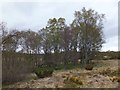 Stand of birches, Balnagrantach in IV63 6XS