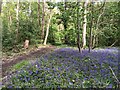 Path and bluebells, Ashampstead Common in RG8 8QU