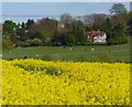 View across farmland to Thurcaston village in LE7 7GD