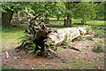 Fallen tree, Dunham Park in WA14 4TR