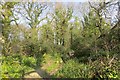 Woodland track, Peacehaven in DT6 4NQ