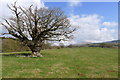 A venerable oak on the Shropshire Way in SY8 3EZ