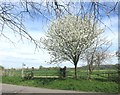 Blossom by the Aylesbury Ring in HP17 8TE