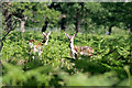 Fallow deer amidst the bracken, Dunham Park in WA14 4SP