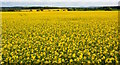 Field of rapeseed at World's End, Berkshire in RG16 0HB