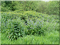 Wild Flowers, Hadley Wood, Barnet, Hertfordshire in EN4 0FS