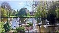 Swans on River Stour at Brundon in CO10 1GR