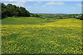 Buttercups on Boars Hill in OX1 5JE