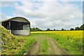 Chieveley, rape field in RG20 8UU