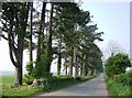 Scots pines on the White Way in GL7 7DG