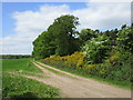 Track on the Osberton Estate in Worksop East Ward