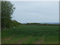 Crop field and hedgerow in EH41 4HF