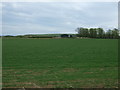 Crop field, Mainshill in EH41 4LS