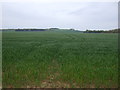 Crop field near Grangemuir in EH42 1TA
