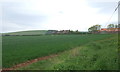Crop field, Little Spott in EH42 1RH
